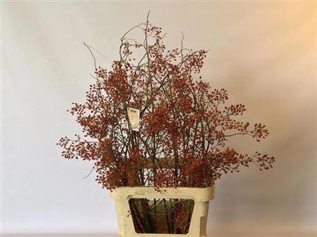 <h4>Rosa Corallo Bio</h4>