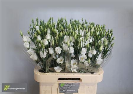 <h4>Eus E Picco White</h4>