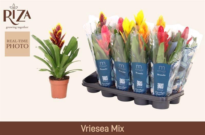 <h4>VRIES GEM 5 SRT</h4>