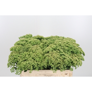 Sedum Spectabile