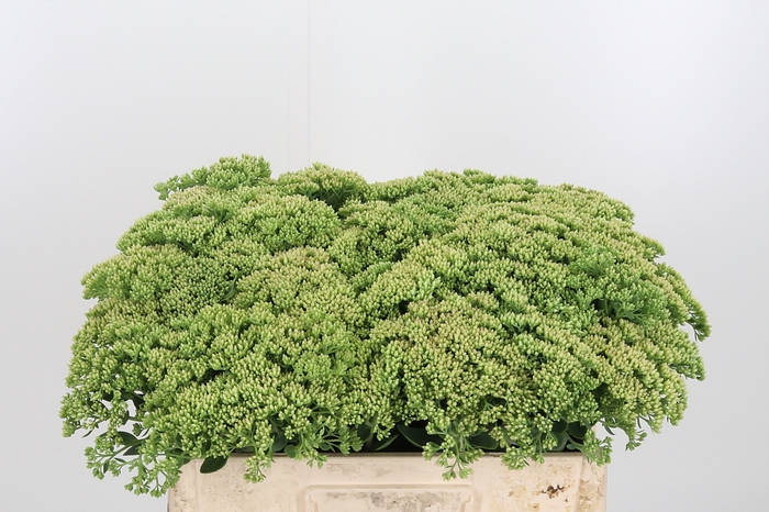 <h4>Sedum Spectabile</h4>