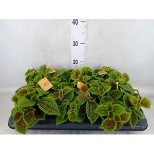 Pilea mollis 'Moon Valley'