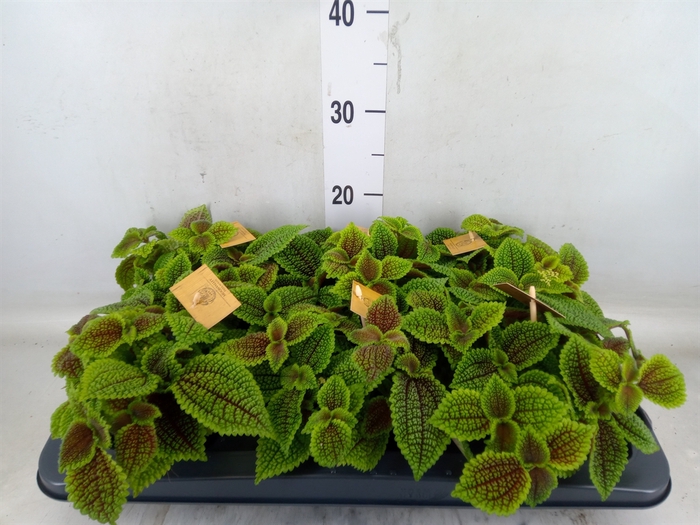 <h4>Pilea mollis 'Moon Valley'</h4>