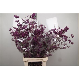 Callicarpa Bo Mag Amethea