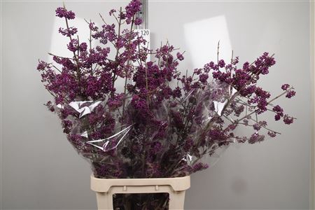 <h4>Callicarpa Bo Mag Amethea</h4>