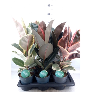 Ficus elastica   ...