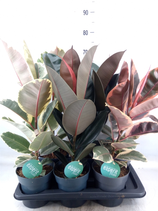 <h4>Ficus elastica   ...</h4>