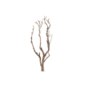 Syringa Branch Extra Lachner