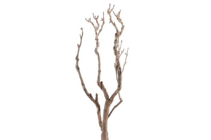 <h4>Syringa Branch Extra Lachner</h4>