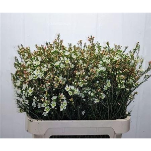 Chame Me Sirius White 80cm