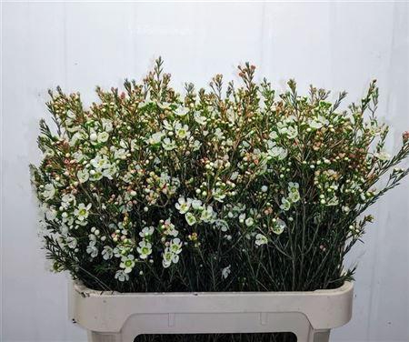 <h4>Chame Me Sirius White 80cm</h4>