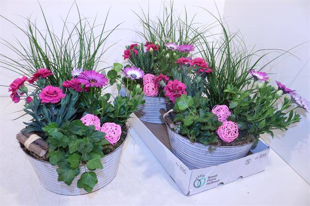 <h4>ARR TUINPLANTEN ZINC WHITE X2</h4>