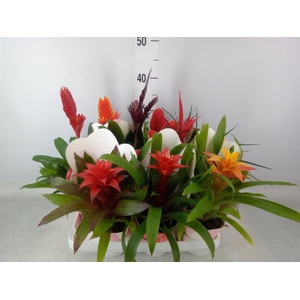 Bromelia   ...mix
