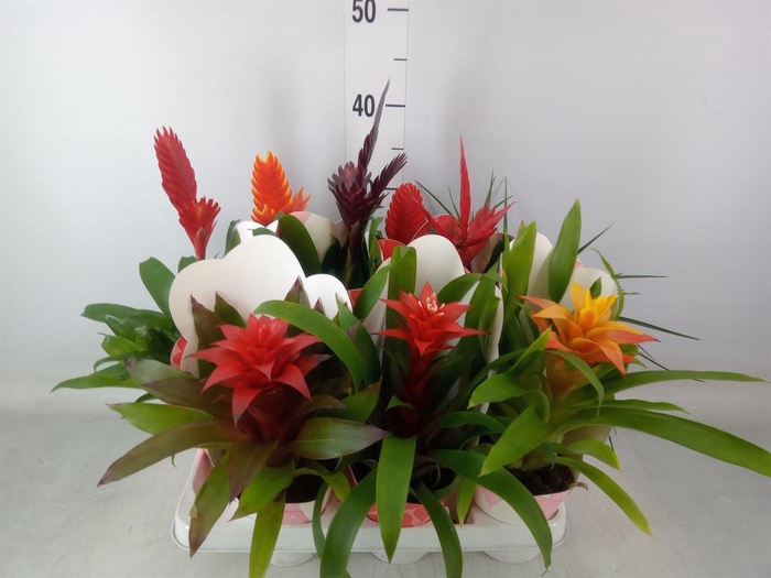 <h4>Bromelia   ...mix</h4>