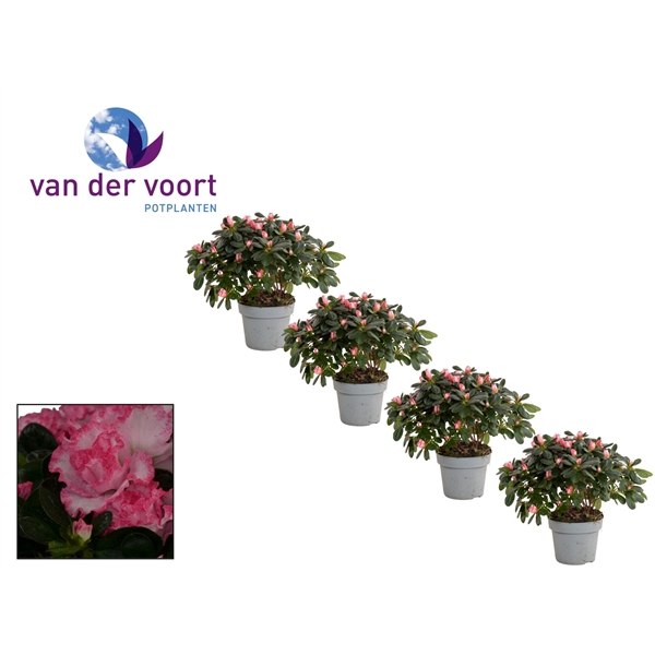 <h4>Azalea 13 cm Bont</h4>