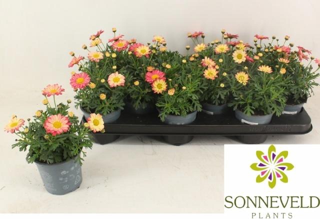 <h4>ARG MAD CR MERLOT</h4>