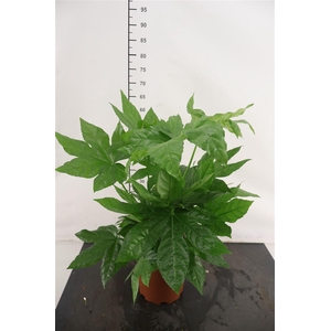 Fatsia Groen 21 Cm. Pot