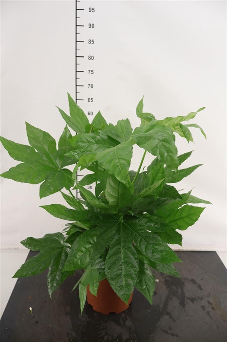 <h4>Fatsia Groen 21 Cm. Pot</h4>