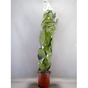 Ficus lyrata