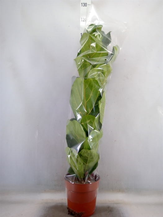 <h4>Ficus lyrata</h4>