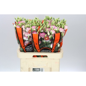 Eust Du Excal Hot Lips