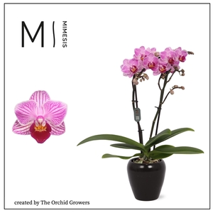 Mimesis Phal. Lotte - 2 spike 7cm in Martine Black Ceramic