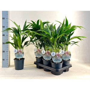 KENTIA - P13 H45 - 6PP - Air So Pure (Howea forsteriana)