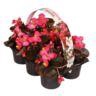 <h4>6 pack do bl rose</h4>