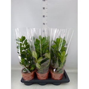 Clusia rosea 'Princess'