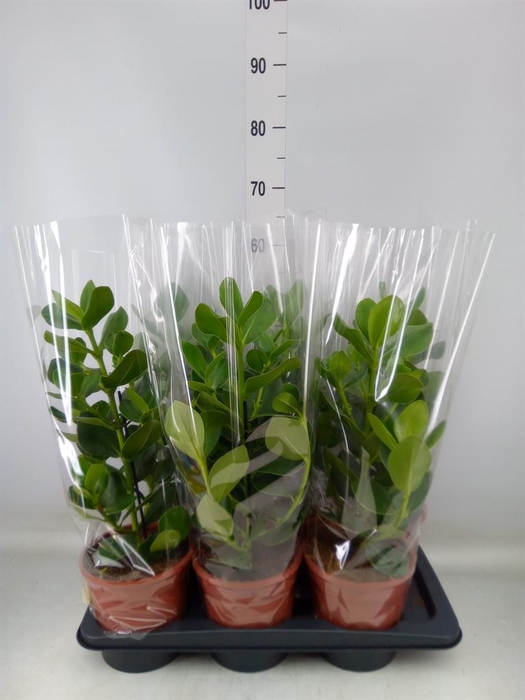 <h4>Clusia rosea 'Princess'</h4>