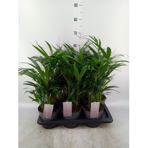 Dypsis lutescens   ...Chrysalidoca
