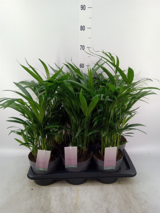 <h4>Dypsis lutescens   ...Chrysalidoca</h4>