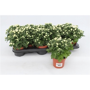 Chrysanthemum Gardenmum White