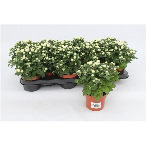 <h4>Chrysanthemum Gardenmum White</h4>