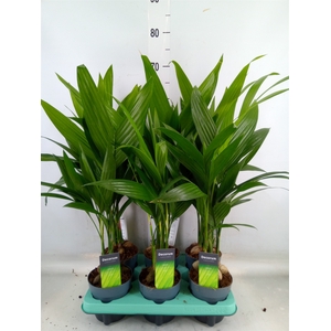 Areca catechu