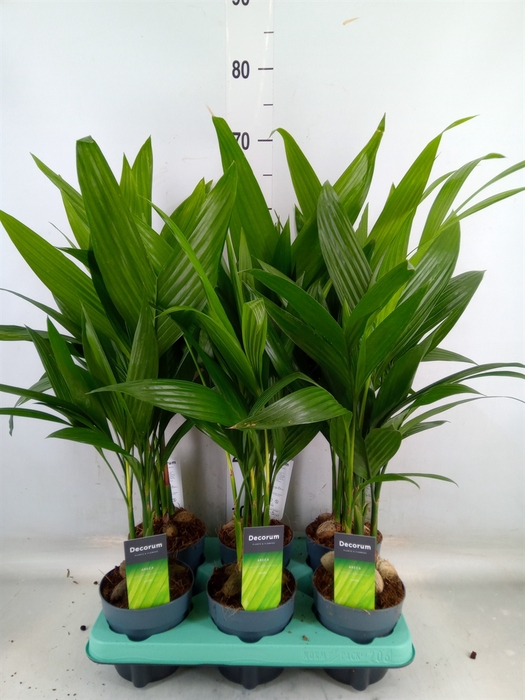 <h4>Areca catechu</h4>