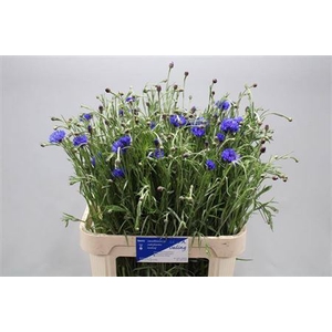 Centaurea Cyanus