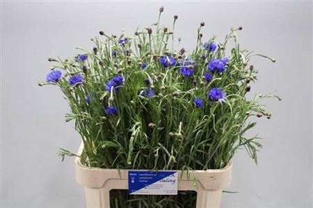 <h4>Centaurea Cyanus</h4>