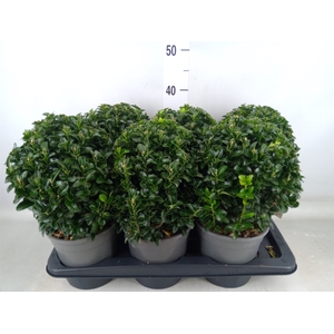 Euonymus japon. 'Green Spire'