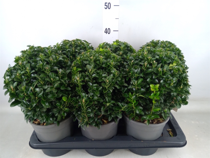 <h4>Euonymus japon. 'Green Spire'</h4>