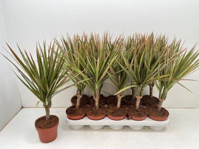<h4>DRA MARG BICOLOR</h4>
