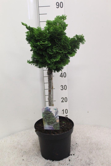 <h4>Chamaecyparis obtusa 'Nana Gracilis' op stam P26 potgedrukt</h4>