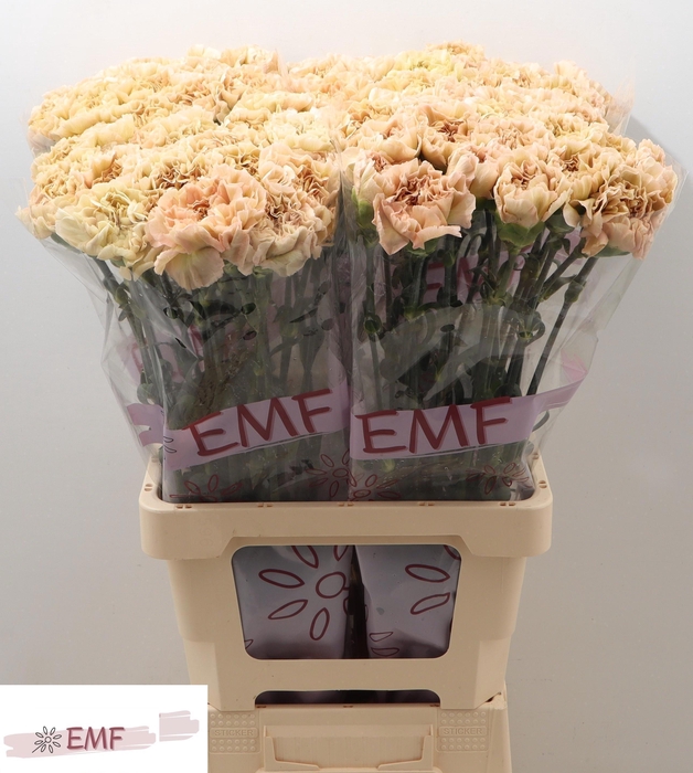 <h4>DI ST LEGE MARRONE</h4>