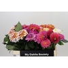 Dahlia Gemengd in fust