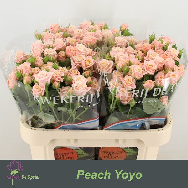 <h4>R Tr Peach Yo-Yo Extra</h4>