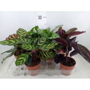 Calathea   ...mix