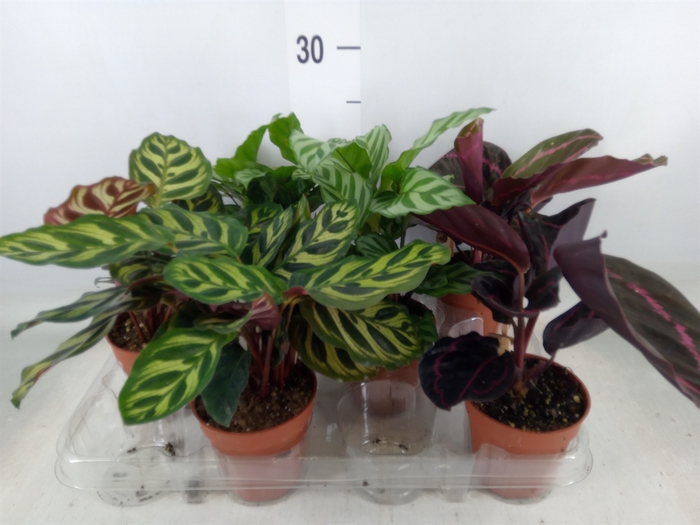 <h4>Calathea   ...mix</h4>