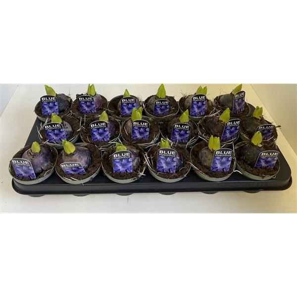 <h4>9 cm Hyacint Delft Blue in olijfgroene pot</h4>