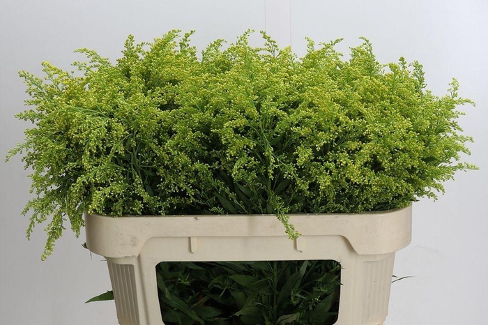 <h4>Solidago Tara Gold</h4>