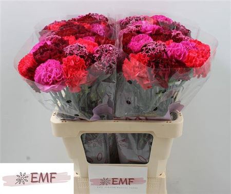 <h4>Di St Gem In Bos (firemix)</h4>